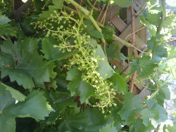 Grapes in process