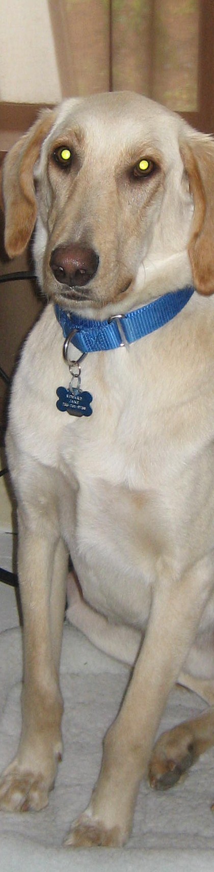Jake