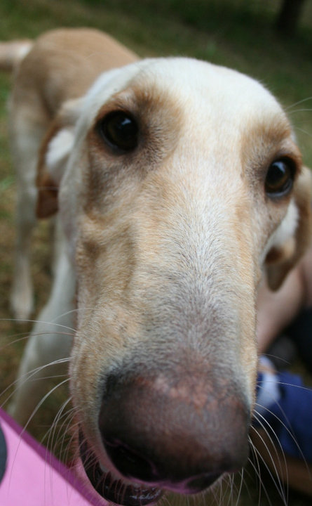Nosey