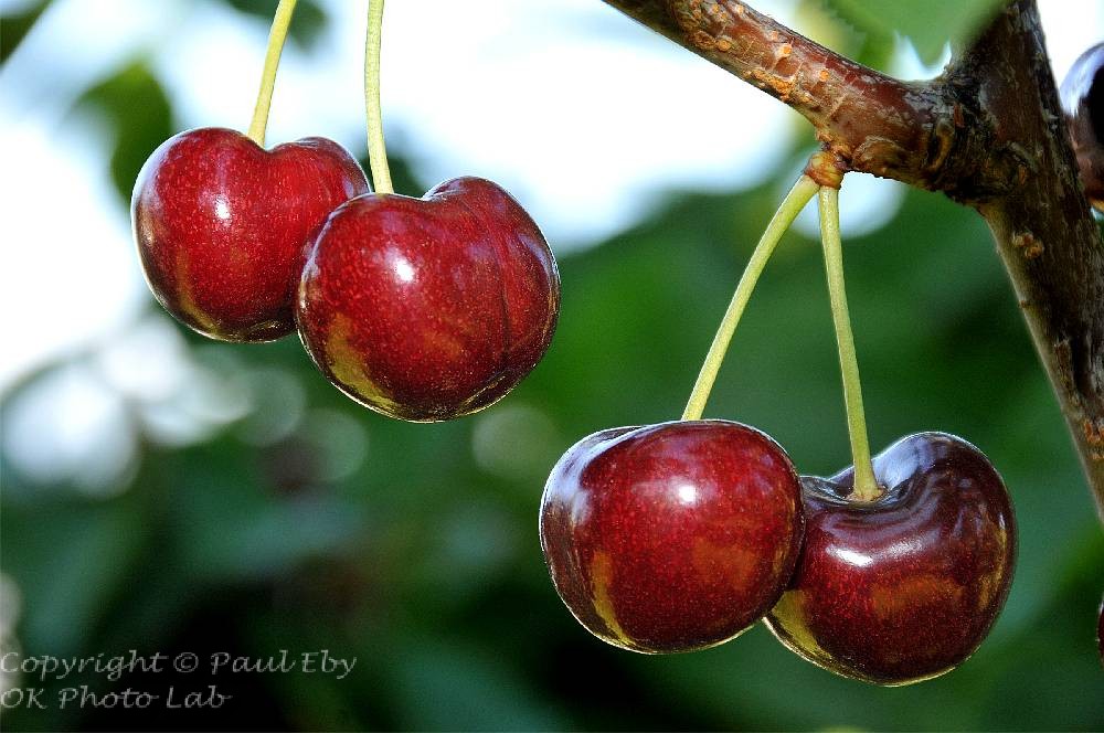 cherries