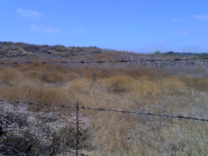 lone thistle - before