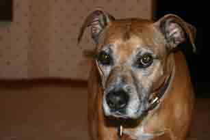joe dog