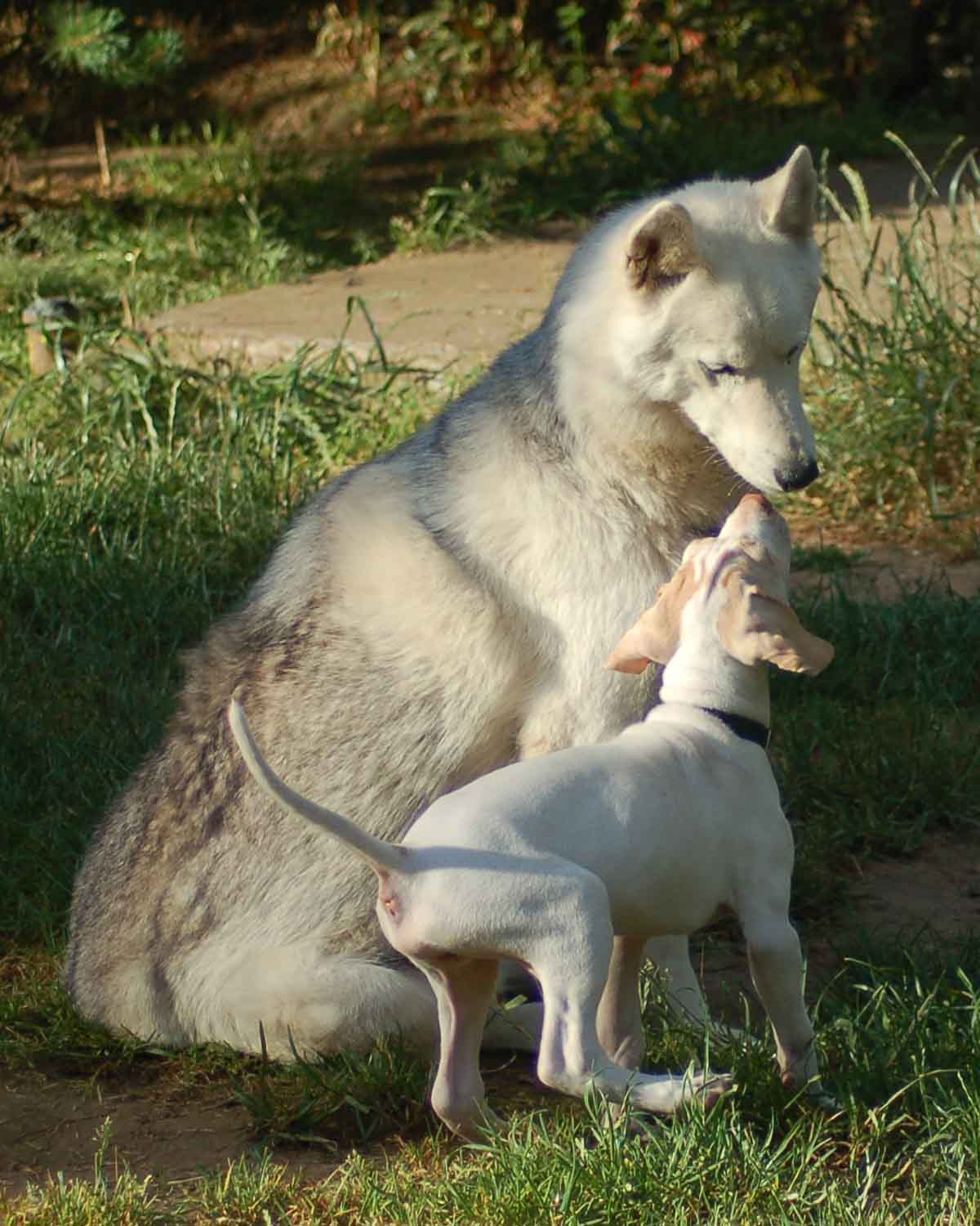 Chaos is the Siberian Husky