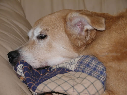 Aspen sleeping