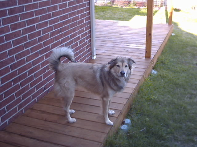 Timber guarding the yard