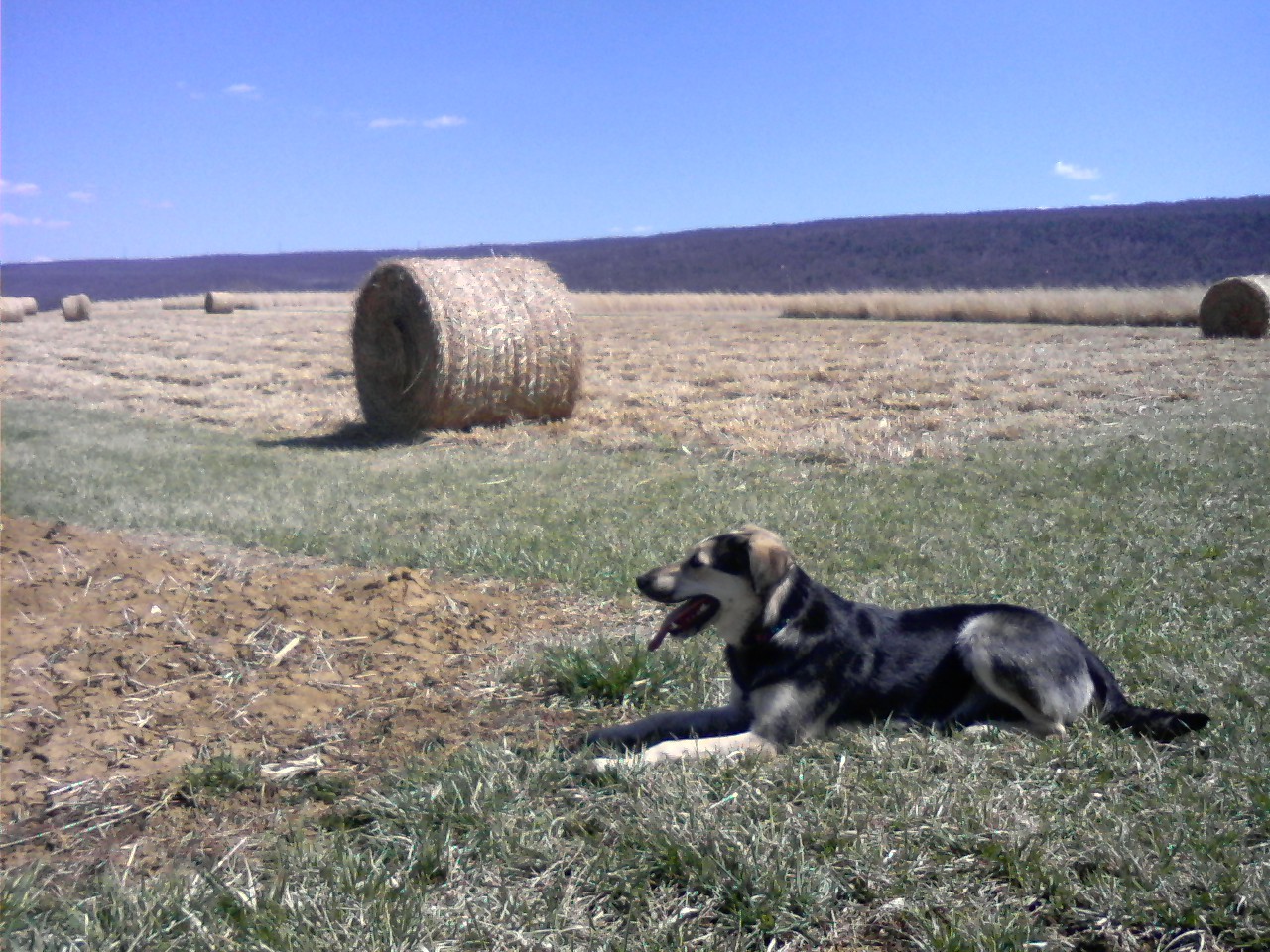 Cinny in the field half size